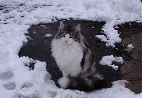 Black And White Norwegian Forest Cat Sitting On Snow Norwegian Forest