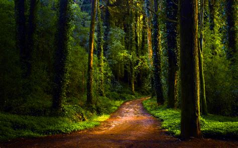 Dirt Path In Green Forest Hd Wallpaper Background Image 2560x1600