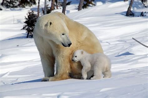 How Long Do Bears Hibernate Naturenibble