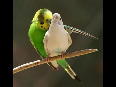 Parakeets Mating Youtube