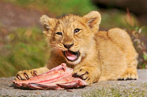 Cub And Meat Ii Another Picture Of One Of The Asiatic Lion Flickr