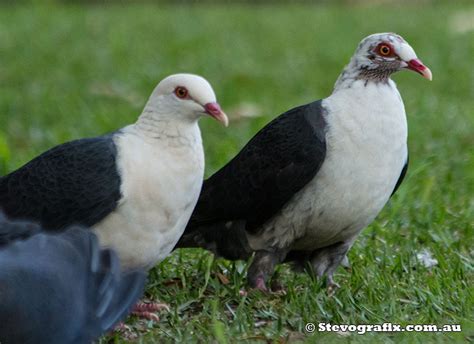 White Headed Pigeon Columba Leucomela Stevografix