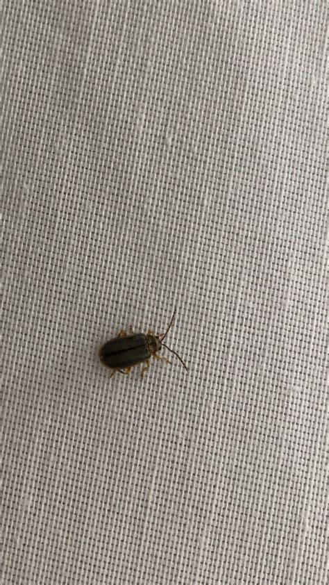 Hello Can Someone Tell Me What Is This Bug They Are Always On A