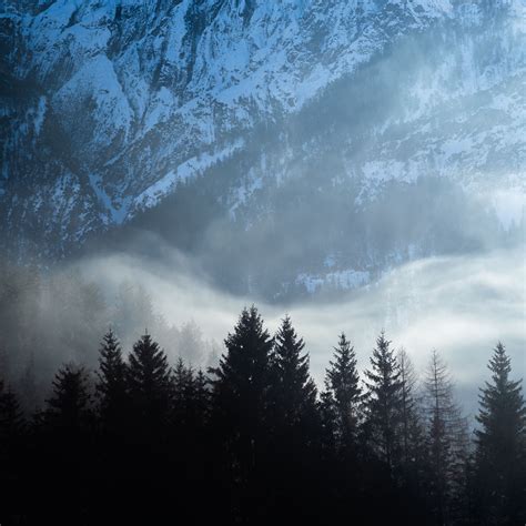 Download Wallpaper 2780x2780 Trees Snow Fog Mountains Landscape