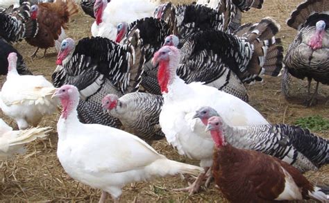 How To Start Commercial Turkey Farming With Ksh10000 Seed Capitalkuza