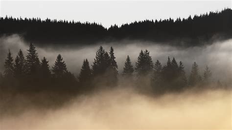 Silhouette Of Trees Covered Of Fogs Under White Sky Hd Wallpaper