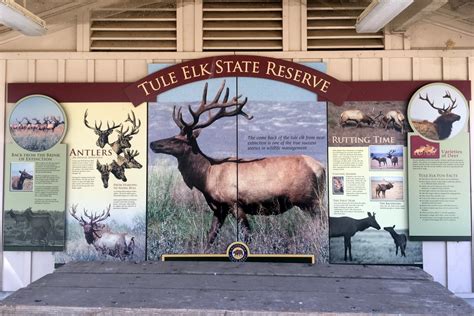 Visiting The Tule Elk Reserve La Explorer