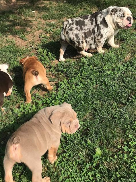 Click here to be notified when new english bulldog puppies are listed. English Bulldog Puppies FOR SALE ADOPTION from Charlstone ...