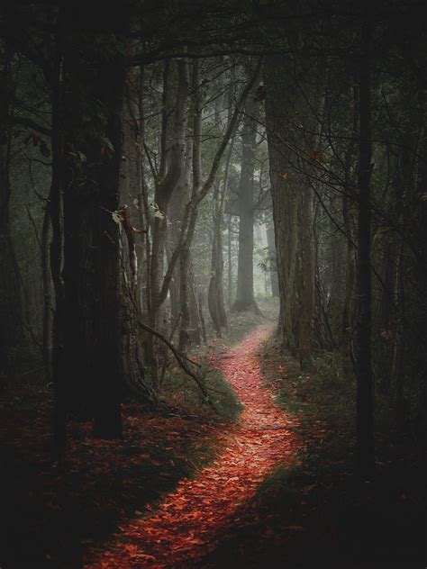 Scary Forest Path Bing Images Scenery Mystical Forest Fantasy