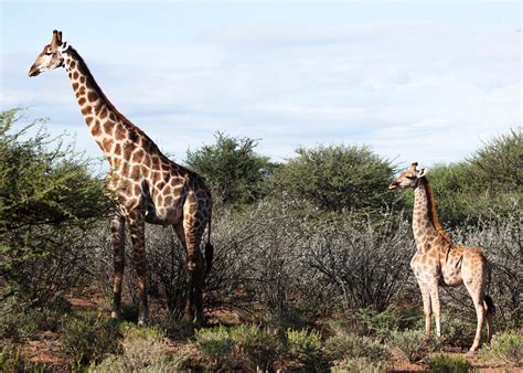 How A Dwarf Giraffe Discovery Surprised Scientists The New York Times
