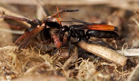 Tarantula Hawk Pompilidae With Spider Prey Tarantula Hawk Tarantula Prey