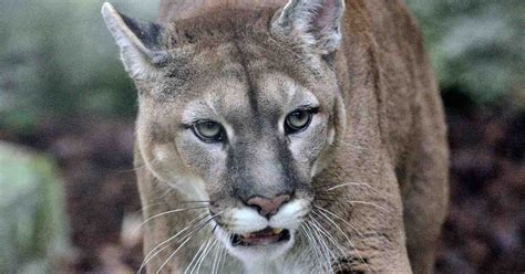Is Extinction A Path Forward For The Eastern Cougar Meateater