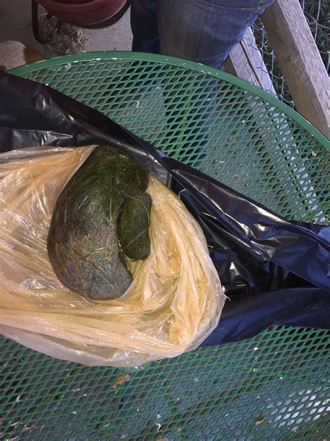 Lion Has Surgery to Remove 3.8-Pound Hairball Stuck in Stomach - ABC News