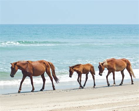 Wild Horses Of The Outer Banks Will Not Evacuate Because They Have