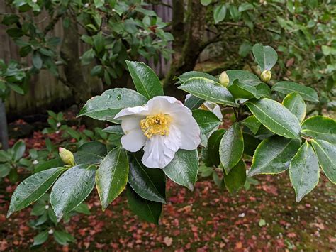 Camellia Oleifera Is A Cold Hardy Species With Fragrant White Flowers
