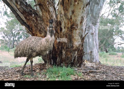 Emu Walking Past Tree Dromaius Novaehollandiae Southern Flinders Ranges