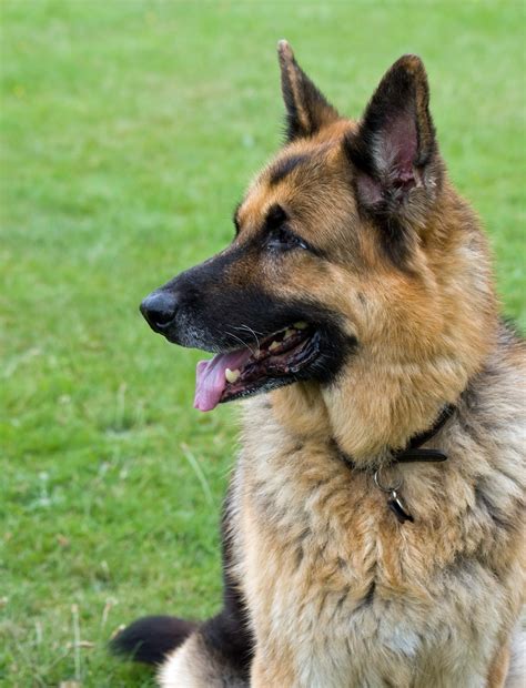 Free Images Canine Profile Pet Portrait German Shepherd Close Up