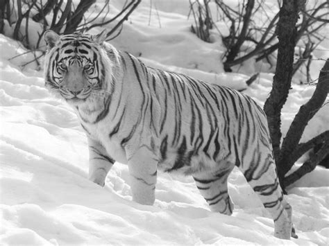 White Tiger In Snow Wallpapers Top Free White Tiger In Snow