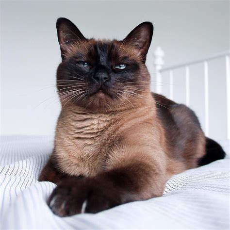 Chocolate Brown Siamese Cat On Instagram In Case You Cant Tell Im