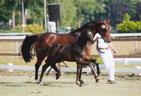 Sandro hit became a star under the guidance of dr ulf möller, the manager of the psi dressage barn. JUST WIMPHOF | HorseTelex