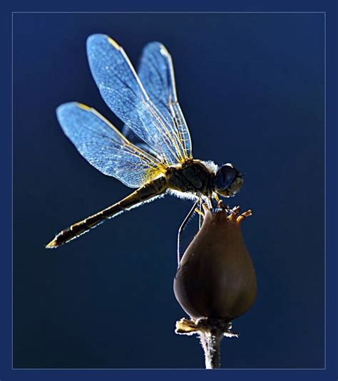 Dragonfly And A Flower Bud Dragonfly Dreams Blue Dragonfly Dragonfly