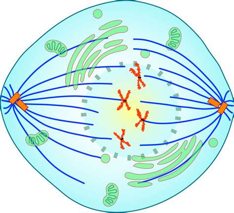 Phases Of Mitosis Metaphase