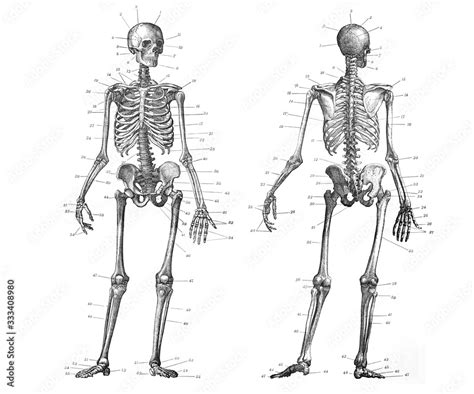 Human Skeleton Anatomy Front And Back View Old Antique Illustration
