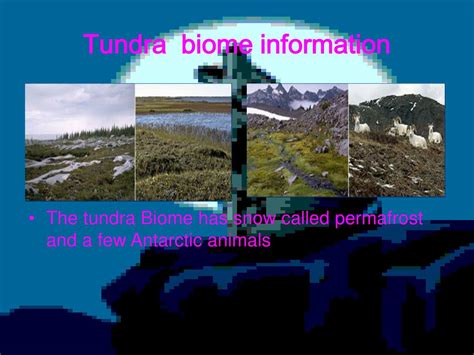 Ppt Tundra Biome Powerpoint Presentation Free Download Id