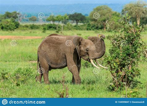 Elefantes Africanos Selvagens Que Comem As Folhas Imagem De Stock