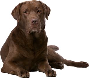 Dog like mammal dog cat dog animal fat dog collar hot dog dog breed. 10mm Vibrating Motor - Brown Dog Gadgets