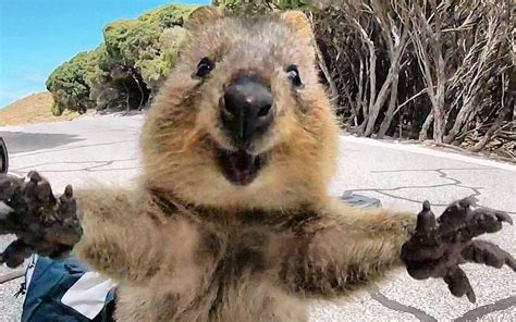 Cutest Quokka Ever Australian Marsupial Looks Joyful As It Jumps