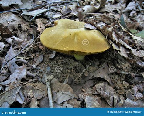 North Carolina Boletus Edulis Wild Mushrooms Stock Photo Image Of