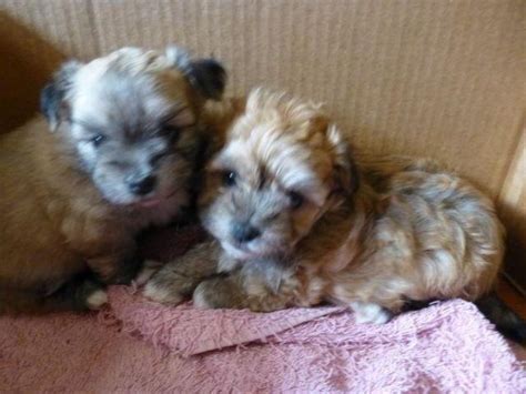 Be confident you are getting the best puppy. Adorable Teacup Maltipoo/Pomeranian mix puppies for Sale ...