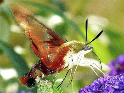 Clearwing Hummingbird Moth In Motion Photograph By Cindy Treger