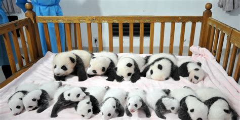 Panda Pandas Baer Bears Baby Cute 18 Wallpapers Hd Desktop And