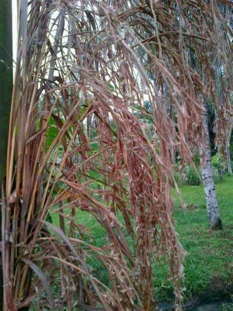 Bunga serai merah merupakan bagian dari tanaman serai merah yang bentuknya menyerupai rumput dan ilalang. koleksi barang antik dan langka: Bunga Serai