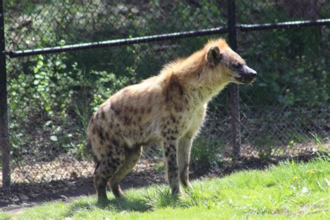 Spotted Hyena Zoochat
