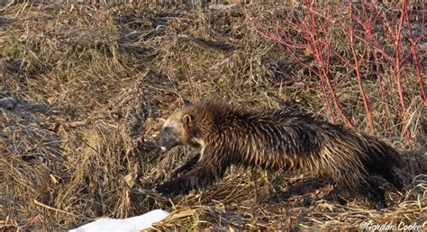 Calgary Wildlife Photographer Captures Elusive Wolverine Photos