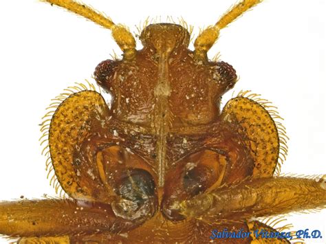 Hemiptera Heteroptera Cimicidae Cimex Lectularius Common Bed Bug L