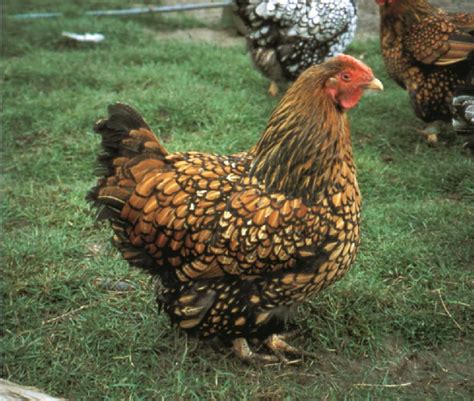 Check spelling or type a new query. Pure Breed Chickens - What Are Pure Breed Hens? - The ...