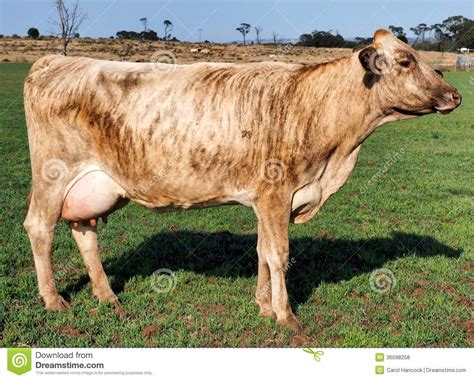 A Brown Swiss Cross Guernsey Dairy Cow Cow Dairy Cows Guernsey Cow