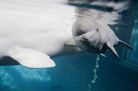 Beluga Whale Facts Habitat Sounds Diet Baby Videos