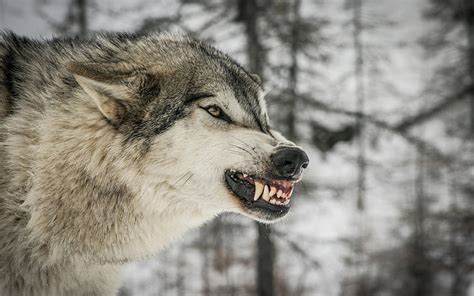 Hd Wallpaper Carnivore Predator Snow Winter Wolf Wolves One