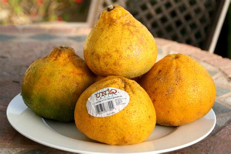 Markets its brand of tangelos from jamaica. Ugli Fruit Benefits For Health | Ugli Fruit Nutrition Facts