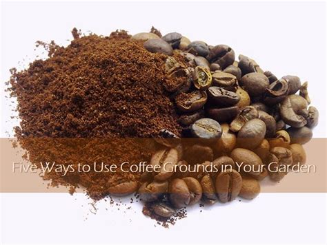 Earthworms also help work the grounds into the soil, further improving its texture. Five Ways to Use Coffee Grounds in Your Garden - Landscape ...