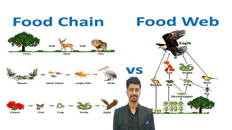 Difference Between Food Chain And Food Web Energy Flow Youtube
