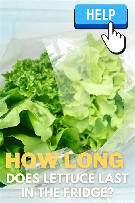 How Long Does Lettuce Last In The Fridge How To Store Lettuce