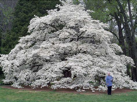 Pink or white flowers bloom in early spring before the leaves emerge. John and Nancy's Web Site