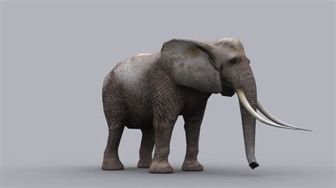 Elephant Game Ready Animated Model 3d Model Game Ready Animated Rigged