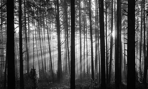 Best Black And White Forest Stock Photos Pictures And Royalty Free